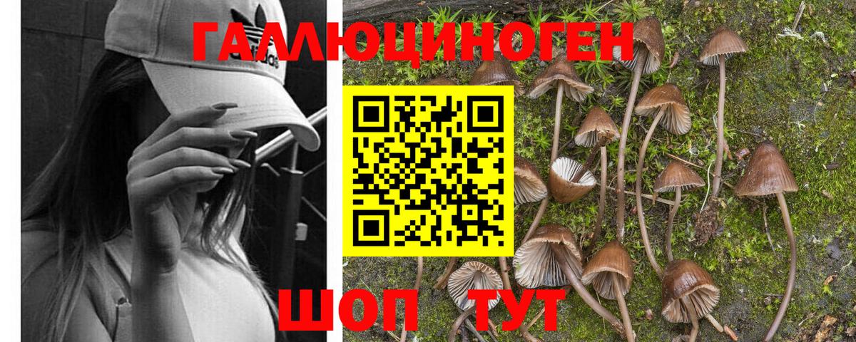 Горячий Ключ  цена   Вход с VPN  Галлюциногенные грибы Psilocybe 